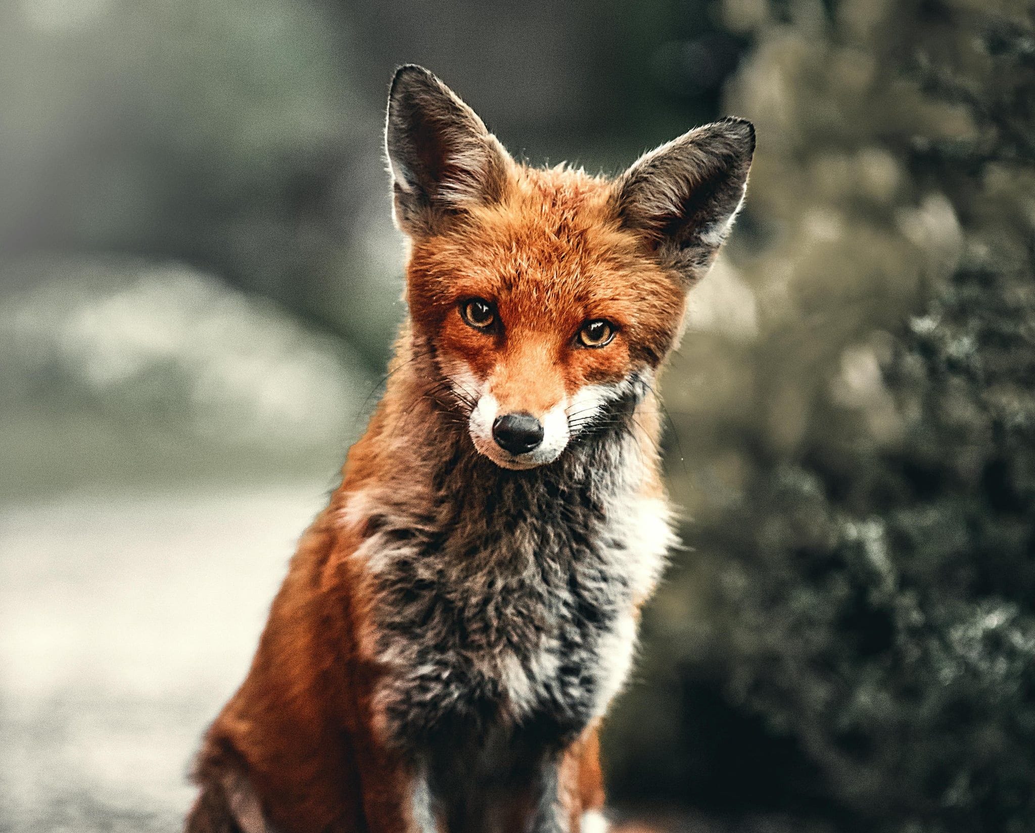 Introduction to GitLab CI/CD Workshop - DevNinjas