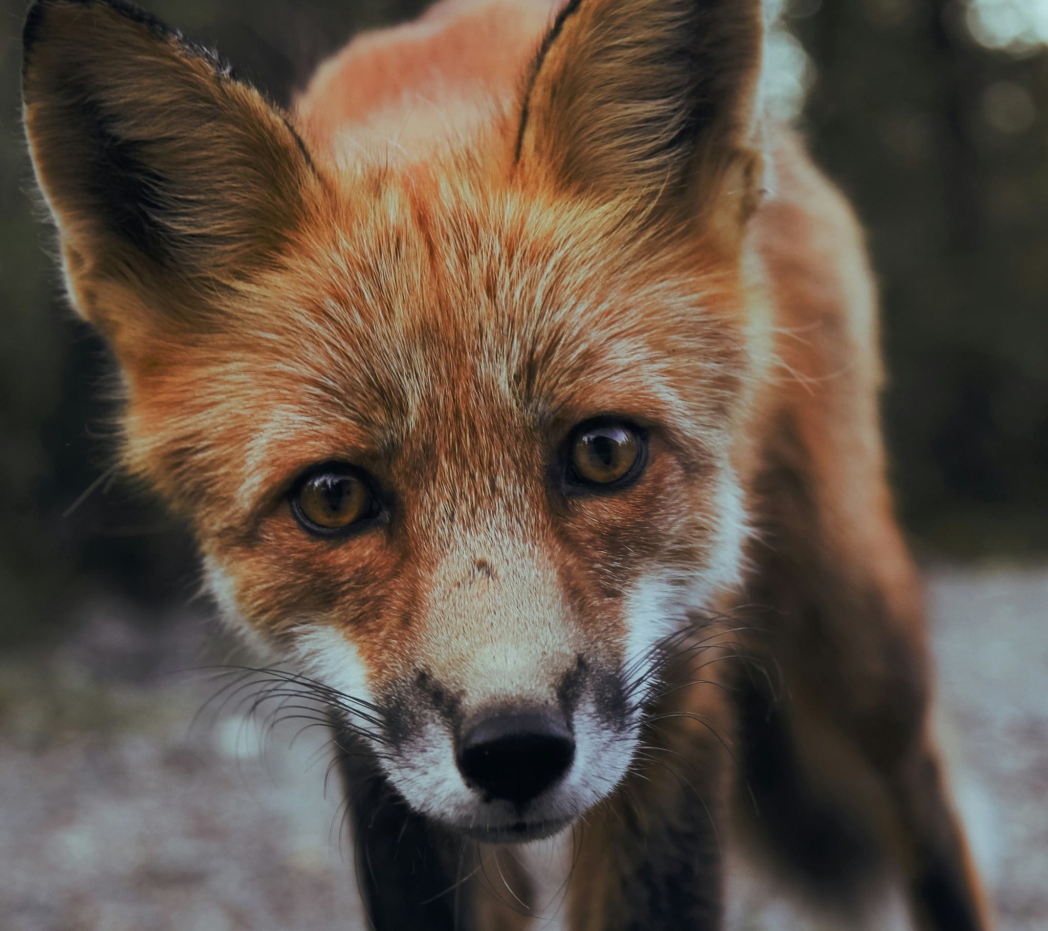 Introduction to Git and GitLab Workshop - DevNinjas