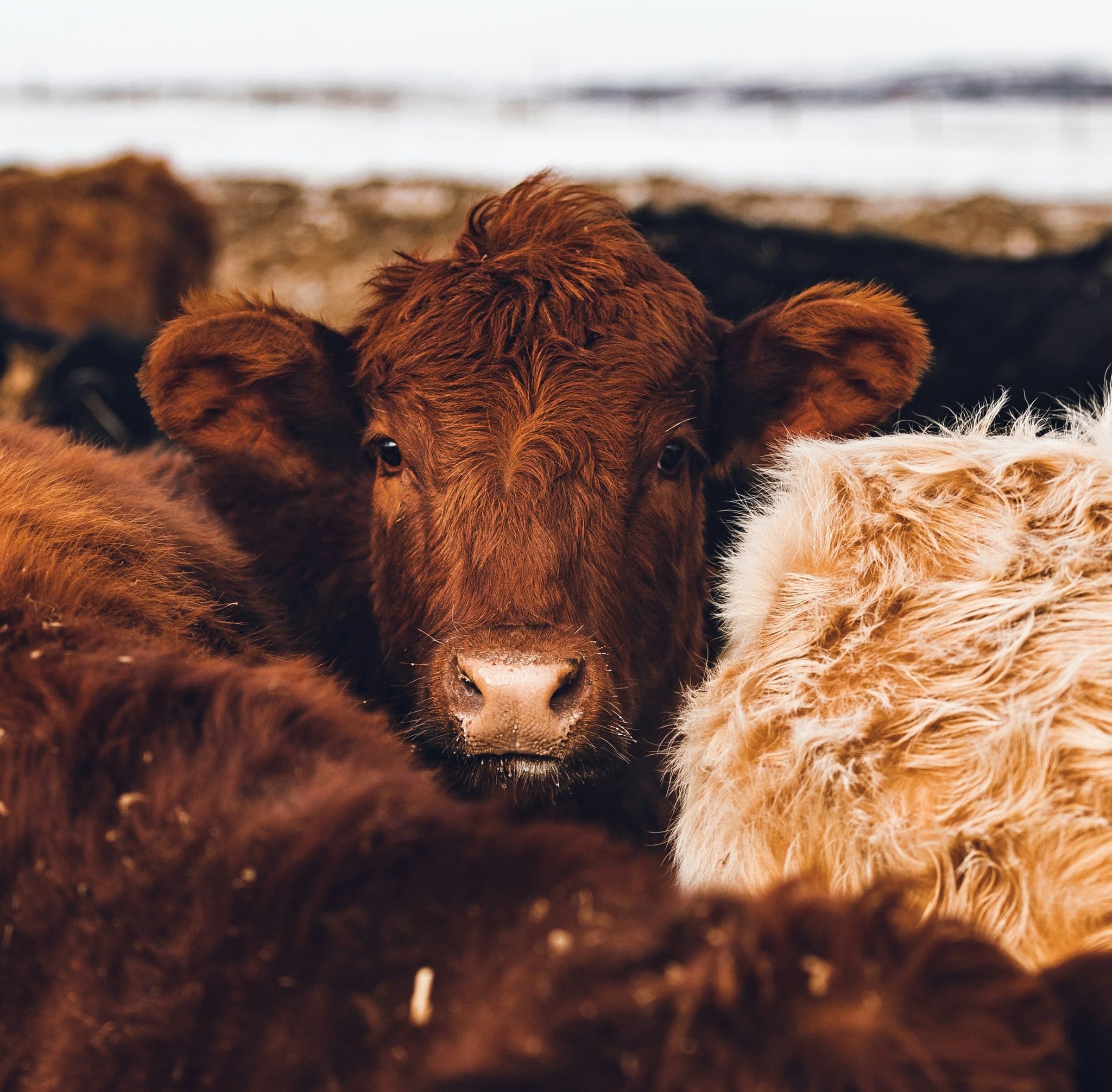 Introduction to Rancher Workshop - DevNinjas