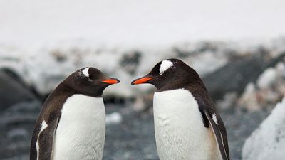 Einführung in Linux Workshop - DevNinjas