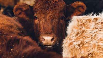 Einführung in Rancher Workshop - DevNinjas