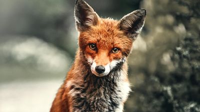 Einführung in GitLab CI/CD Workshop - DevNinjas