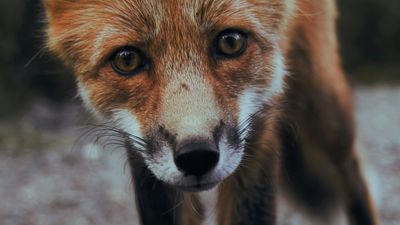 Einführung in Git und GitLab Workshop - DevNinjas